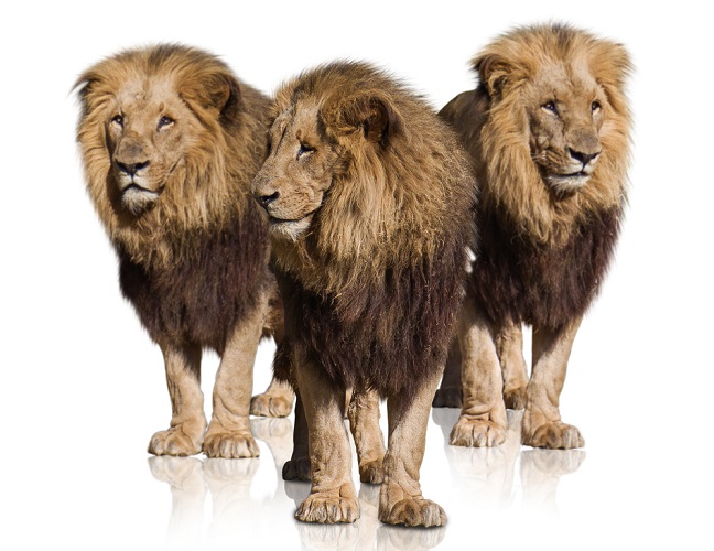 Los tres leones | Capacitaccion Chile